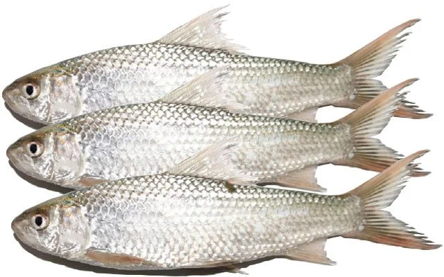 Rohu Fish
